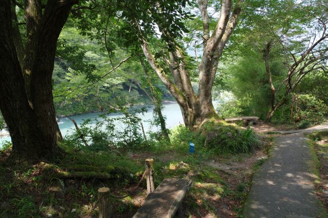 川沿いの遊歩道。セミの声が響きます。