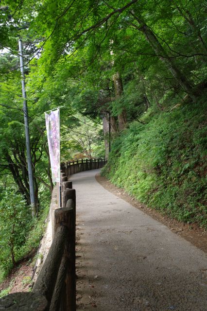 前半は緩やかな下りの山道です。