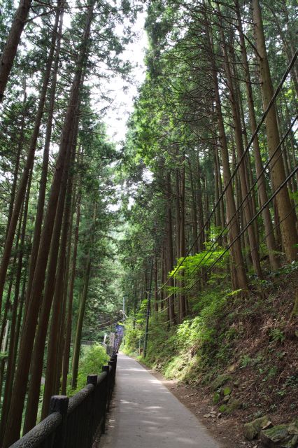 高木に囲まれた自然の中の参道。