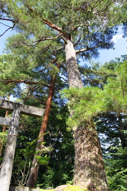 大きな木も立っています。