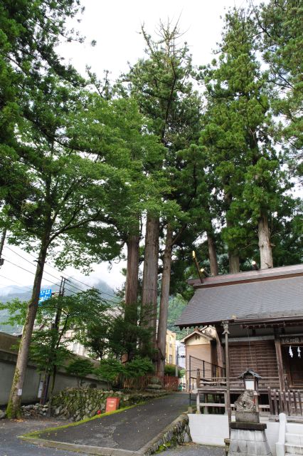 左側に氷川三本杉。