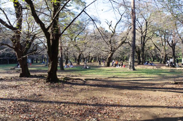 林立する木々の元、沢山の人がシートを広げて憩います。