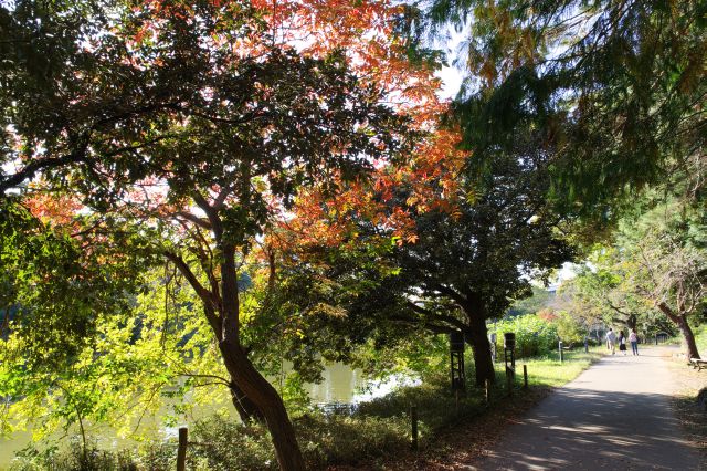 色づいた木も。自然が心地よい散策路です。