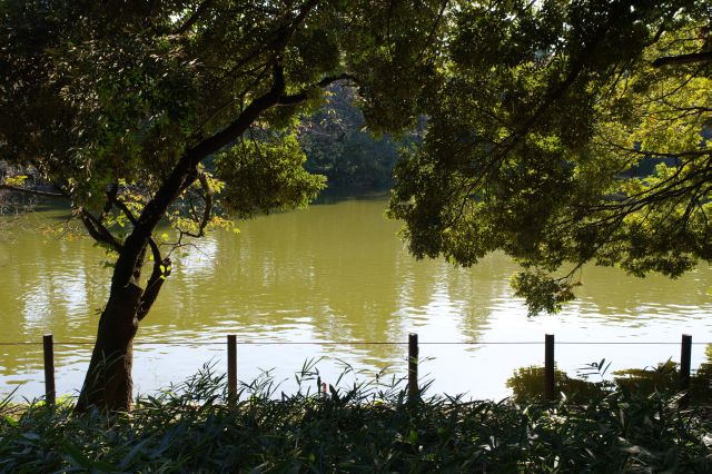 池から少し離れ木々の中へ。