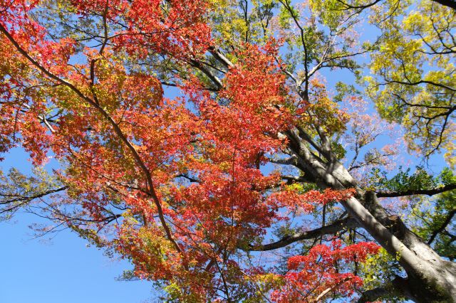 美しい自然に囲まれ、紅葉も見られました。