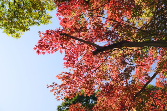 陽を浴びて輝く紅葉。