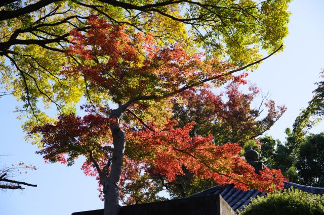 繊細な紅葉や木々。