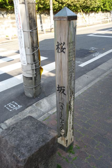 ここが福山雅治の歌で有名な桜坂です。