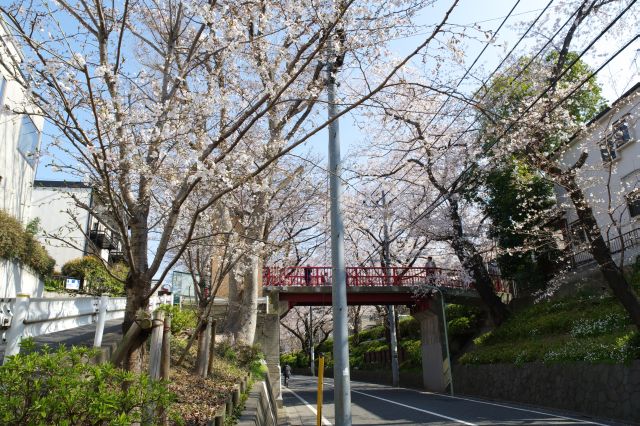 両側が高く、切通のような坂になっています。