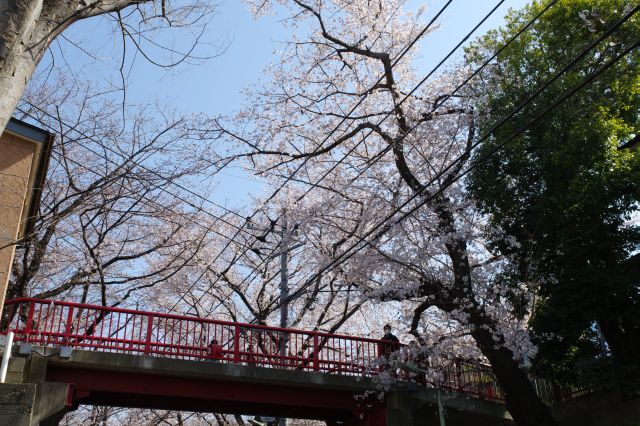 見上げる桜のアーチ。満開には少し早いですが人が多いです。