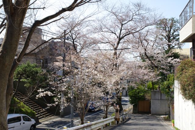 後方、脇の坂は桜坂よりも一気に上まで登ります。