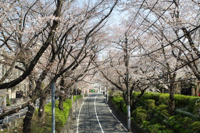 密度の濃い桜がひしめく美しい光景。