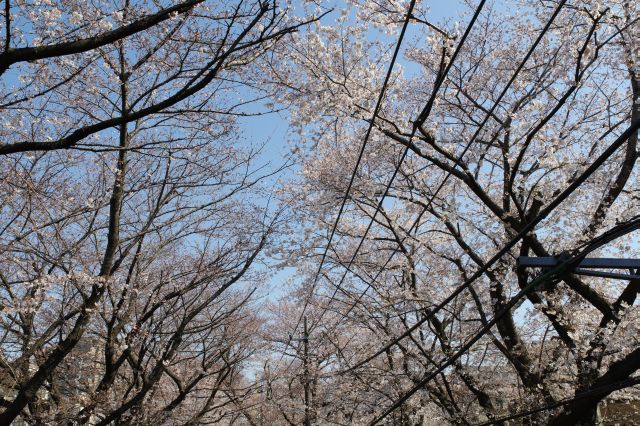 頭上の桜のアーチ。