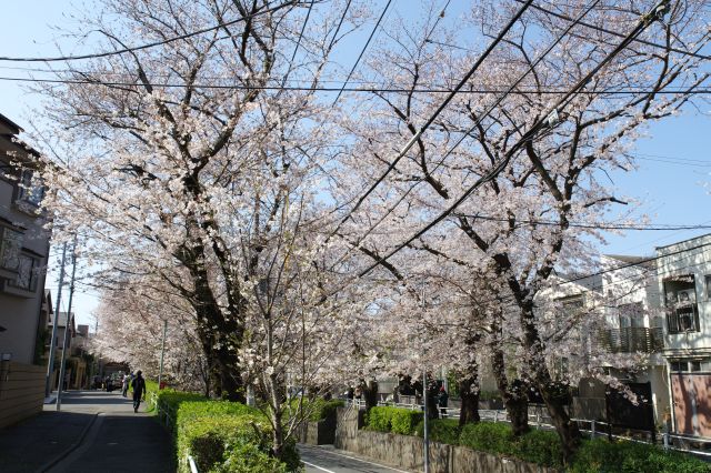 桜のアーチの端へ。