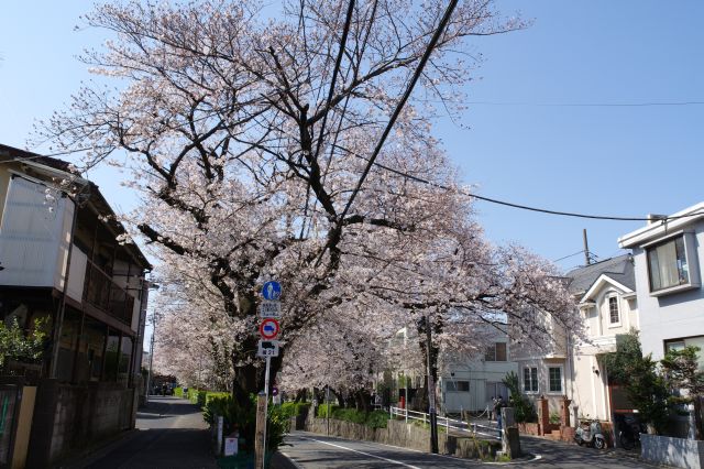 桜坂の上側より。両脇の道路と合流します。