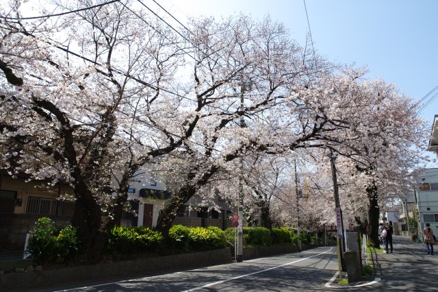 桜の方へ少し戻ります。