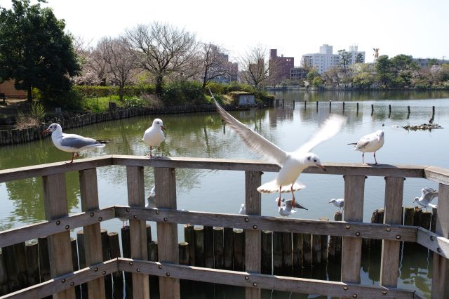 鳥たちと近くで触れ合えます。