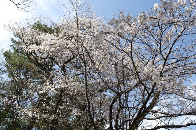 見上げる桜の木。