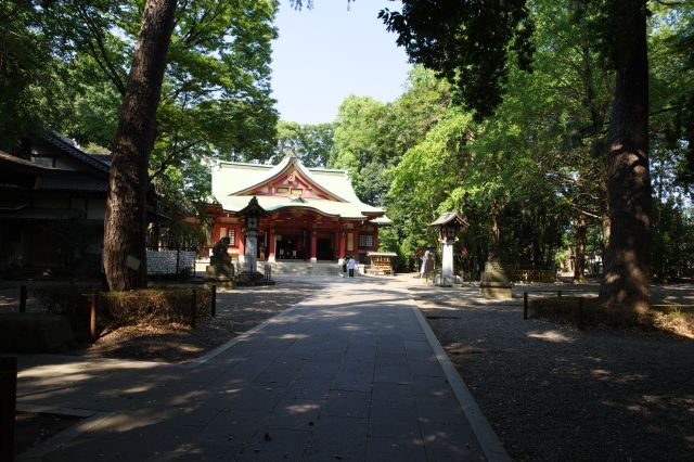 参道の先に本殿が見えます。穏やかな境内には高木が林立します。