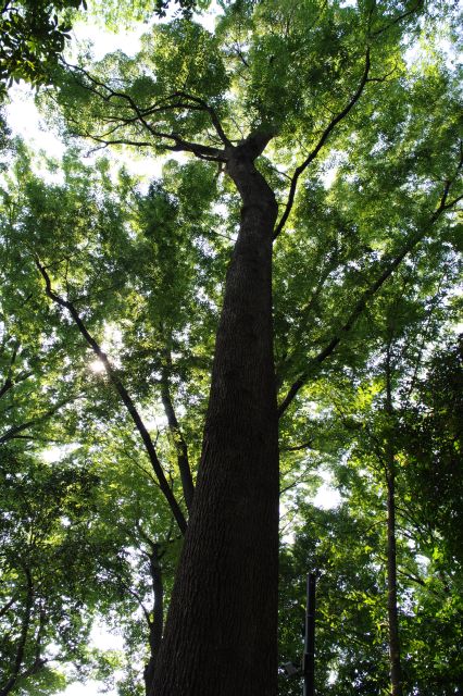 心地よい巨木のアーチが歴史を感じさせます。