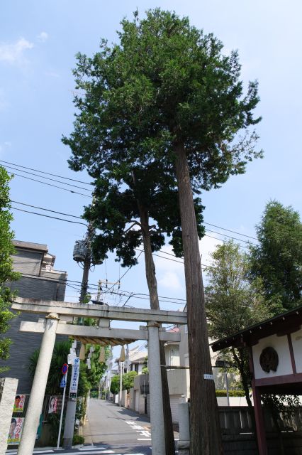 鳥居と絵馬殿の間にも巨木。心が和む魅力的な神社でした。