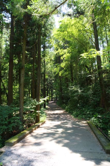 鳥の声が聞こえる静かな森の中の道。