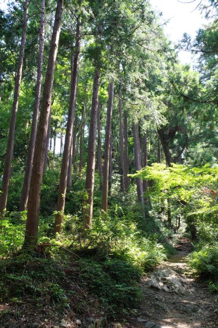 空が明るくなり頂上が近い気配。