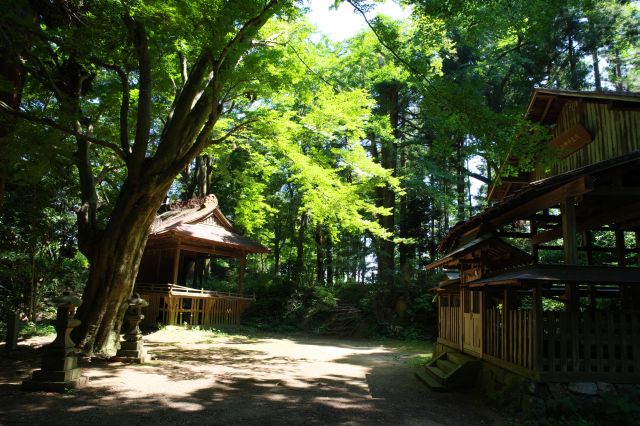 風がゆする葉の音だけで静かで穏やかな場所です。