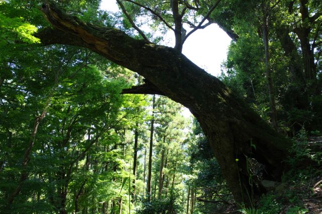 大きな木がせり出す所も。