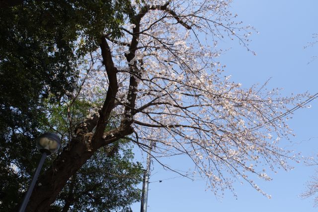 階段の頭上の桜。