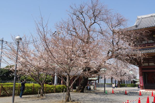 正面へ進むと脇に桜の木。