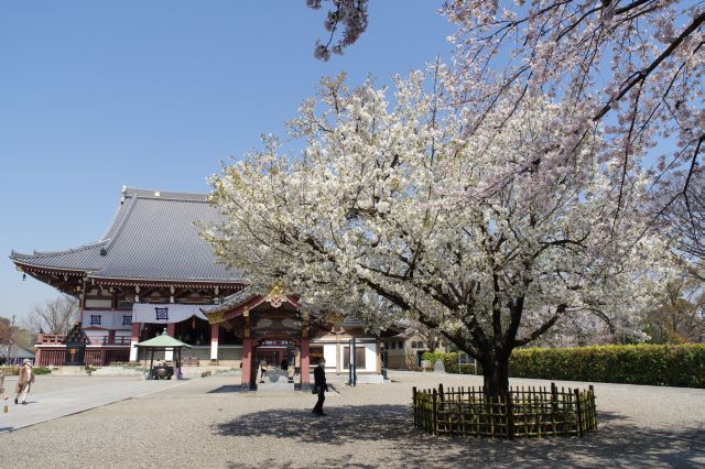 関東では珍しいササベザクラがあります。