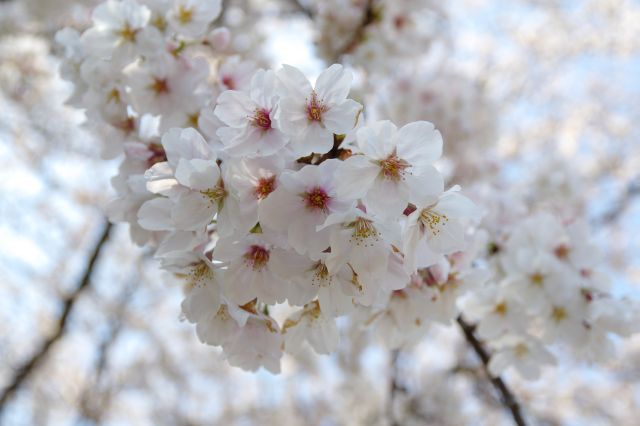 ソメイヨシノ。