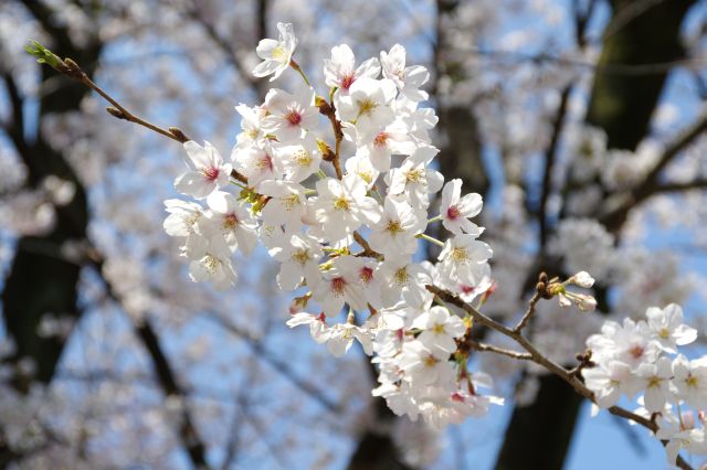 きれいな桜の花びら。