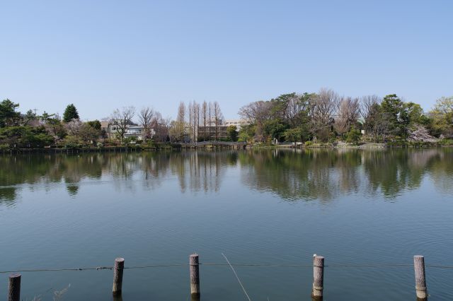 池沿いの遊歩道から眺める広い洗足池。