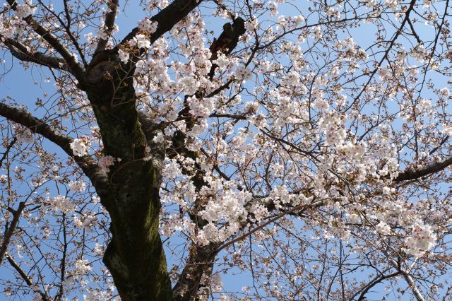 桜を見上げる。