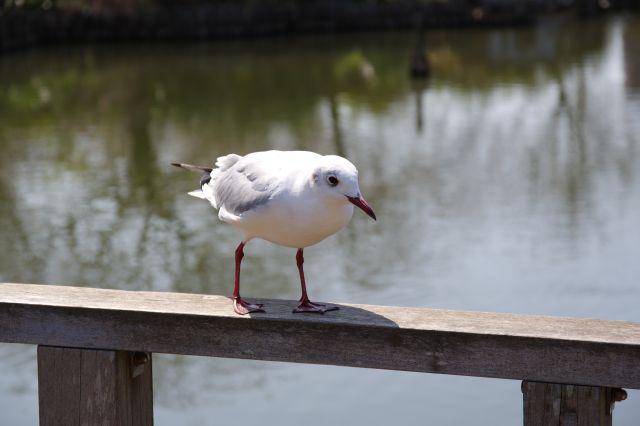ユリカモメが近くに寄ってきます。