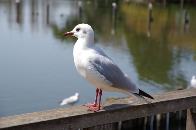 かわいいユリカモメを間近で見られました。
