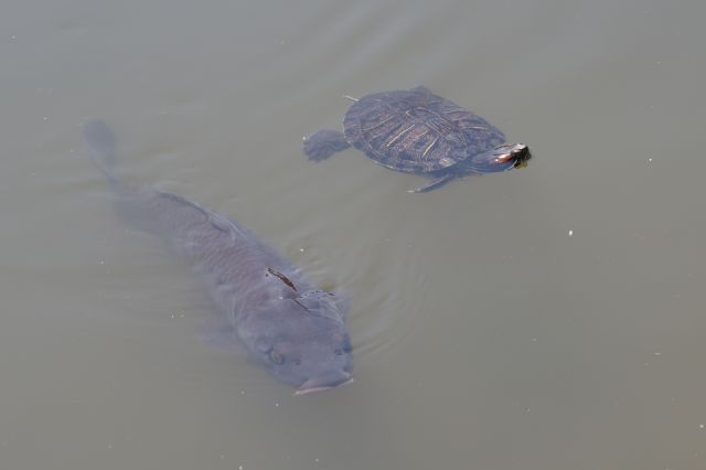 鯉や亀もいます。