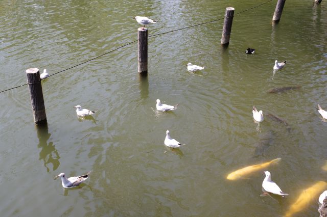 様々な生き物が共存しています。