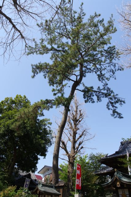 一際高い木があります。