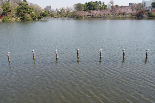 連なる丸太にユリカモメが止まっているのが面白い。