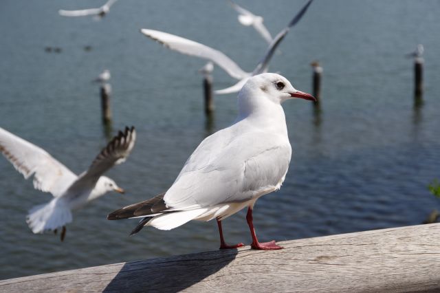 鳥たちを間近に感じられます。