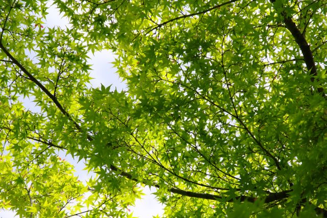 頭上の緑の紅葉が美しい。