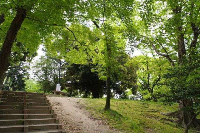 北側の丘の階段を登ります。