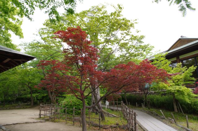 コンパクトな公園内、四阿前の美しい木々。