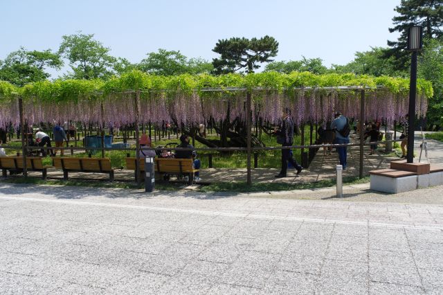 南側の竹千代通りに出ると五万石藤があります。