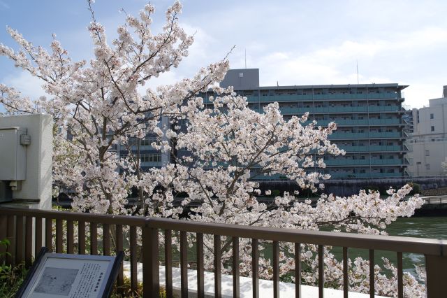 奥の方には枝を伸ばす桜が少し見えます。