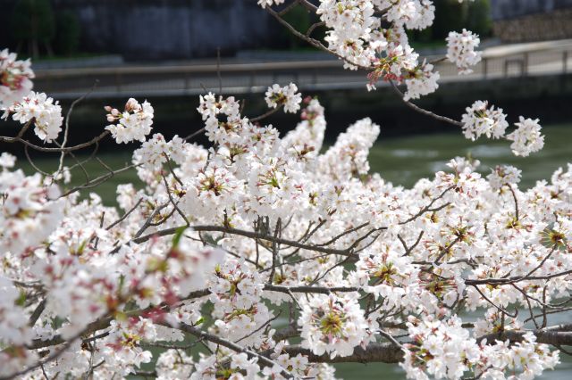 川沿いに枝を伸ばす桜。