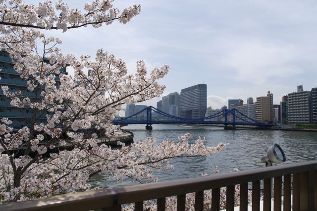 川沿いに枝を伸ばす桜。